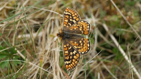 a butterfly on some thatch in a field