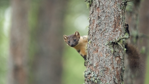 A pine marten peeking its head around a tree