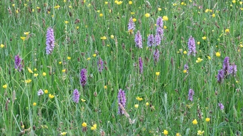 Culm grassland with purple and yellow flowers