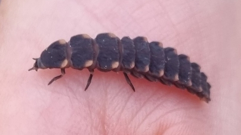 A brown insect on a hand
