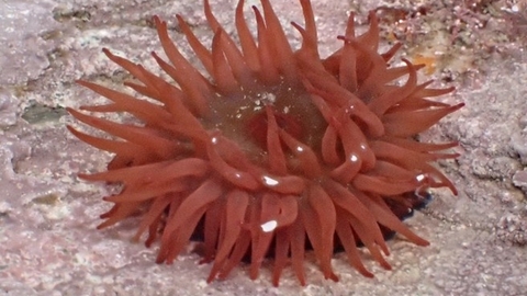 A Beadlet Anemone: A circular anemone, red, with many short arms/strands.