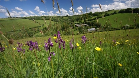 Deer Park Farm hay meadows