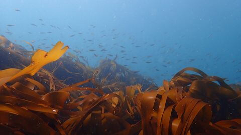Kelp in the foregound with juvenile fish swimming in the background