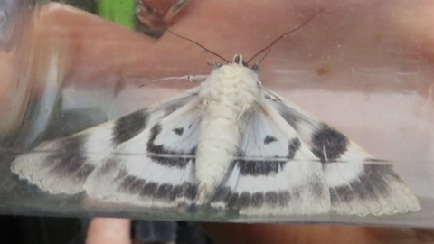 Photo of a moth
