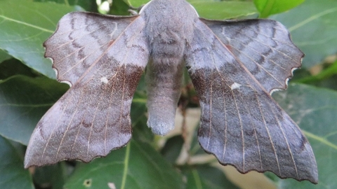 Photo of a moth on a leaf