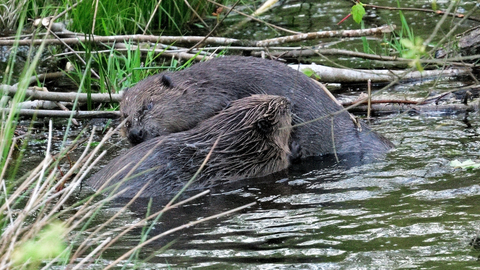 Photo of two beavers grooming each other