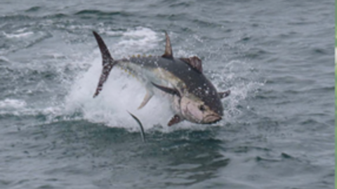 a tuna jumping out of the water