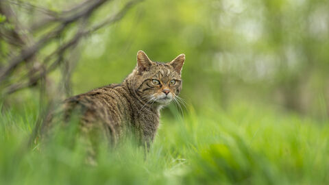 A wildcat in grass looking back over its shoulder at the camera