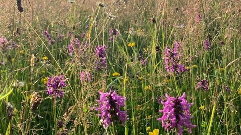 A cleeve slope with beautiful flowers.
