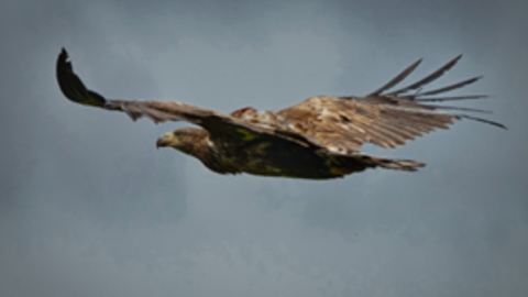 a large white-tailed eagle soaring through the sky with wings wide