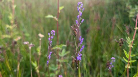 Health lobelia at Andrews Wood