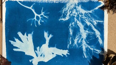 A blue and white cyanotype showing the outlines of various seaweeds.
