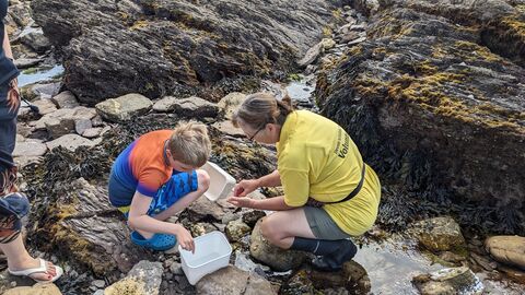 Image of rockpool safari eventbrite event at Wembury