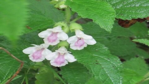 Melittis flower