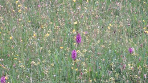 Grass And flowers