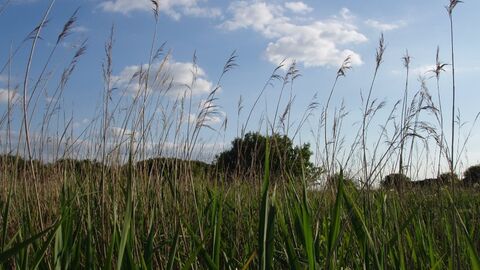 Long tall grass with a tree in the background.