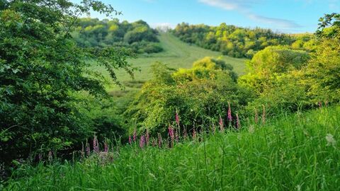 Trees With some flowers with a hill in the background.