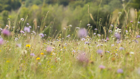 the wildflowers of the chalk meadow