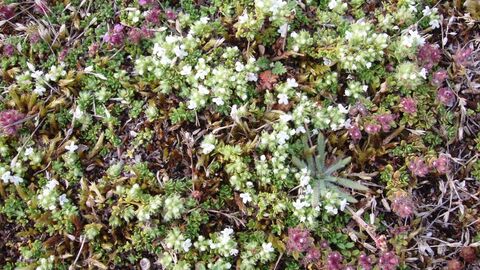 up close shot of white and purple thyme