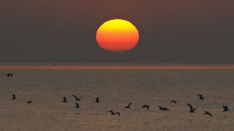 Sunrise over the ocean and birds flying past