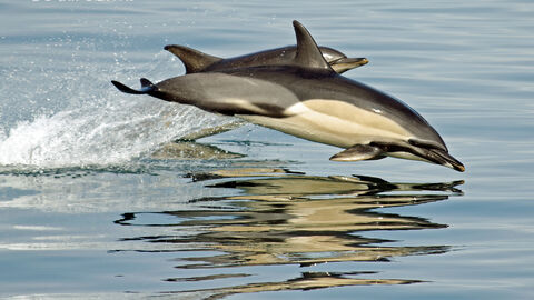 Common Dolphin