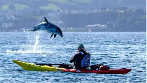a kayaker on the ocean with a dolphin jumping out of the water next to it