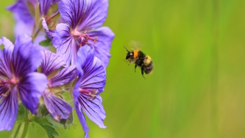 Early bumblebee
