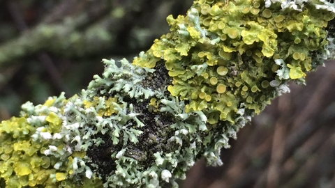 Lichen covered branch