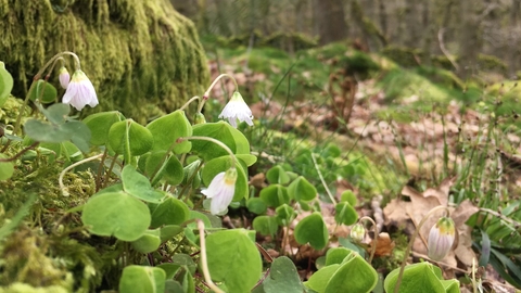 Wood sorrel growing from moss in a wooded valley