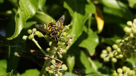 A Batman hoverfly perched on an ivy stalk. It's a yellow hoverfly with black markings, including a marking on the thorax in the shape of the Batman logo