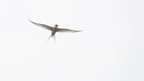 Arctic Tern (Sterna paradisaea) against white sky