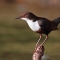 Dipper resting on a branch