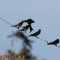 Swallows on barbed wire