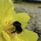 Queen Red-tailed bumblebee (Bombus lapidarius) feeding on Yellow tree peony (Paeonia ludlowii) flower in Wiltshire garden, with Clematis covered house in the background