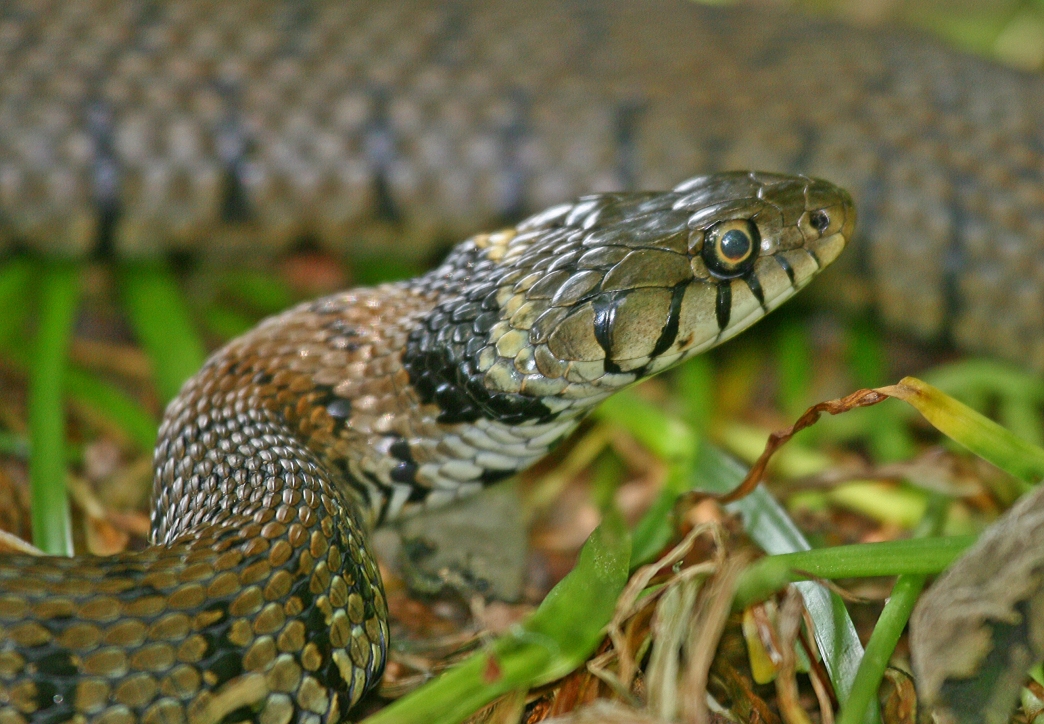 lizard escapes lots of snakes