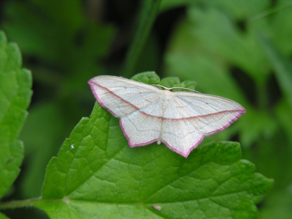 Dunsdon Nature Reserve | Devon Wildlife Trust
