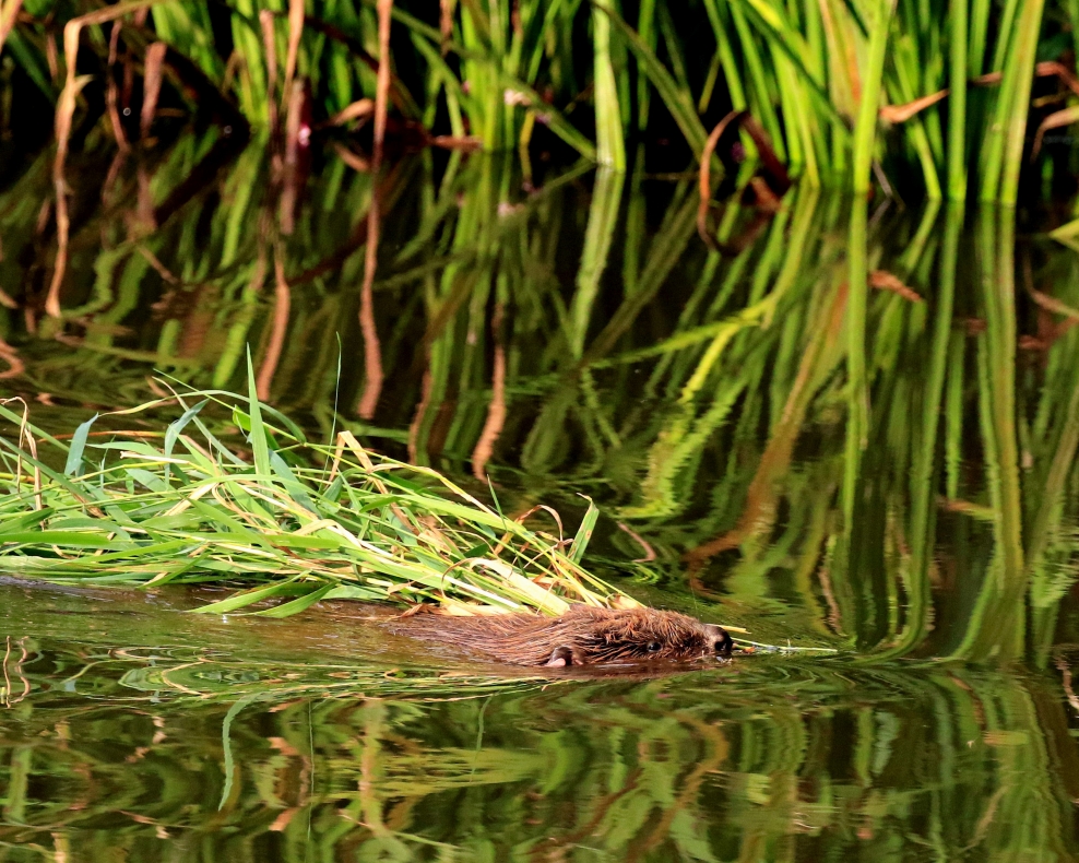 River Otter Beaver Trial | Devon Wildlife Trust