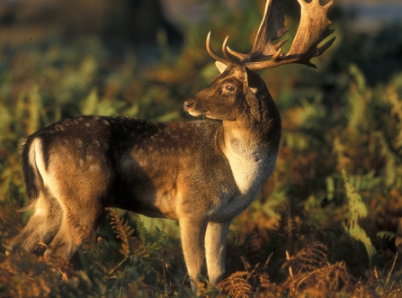 Stag in the late afternoon sun in Devon 