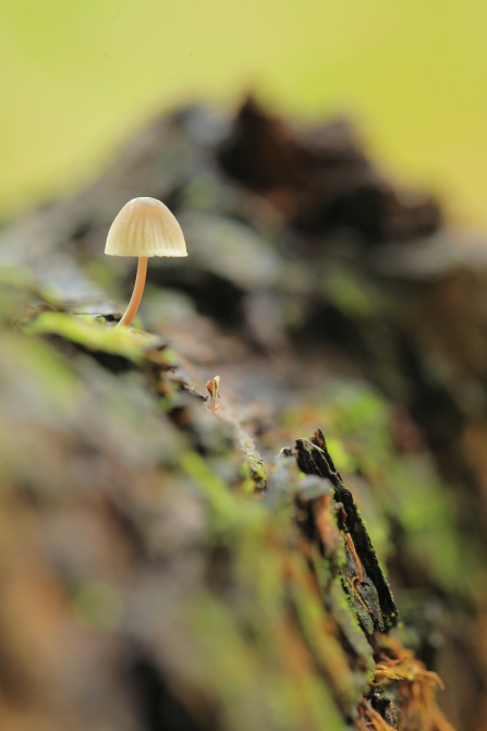 Mushroom at Devon Wildlife Trust Halsdon reserve 