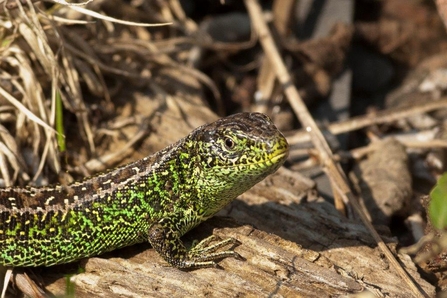 Sand lizard