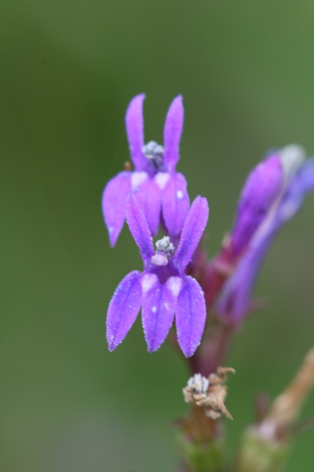 Heath lobelia growing at Andrew's Wood nature reserve