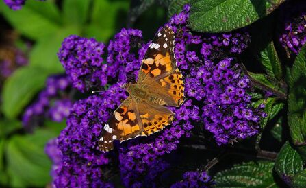 Painted Lady butterfly