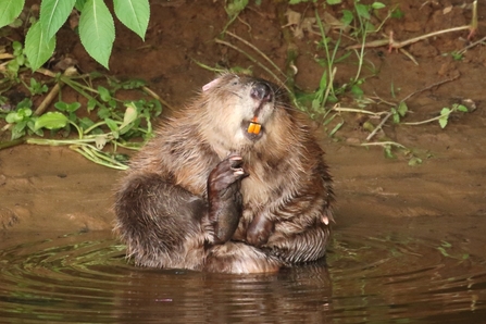 Devon River Otter Beaver scratching it's chin