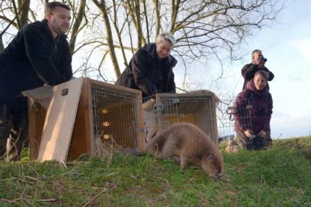 Beavers being re-released