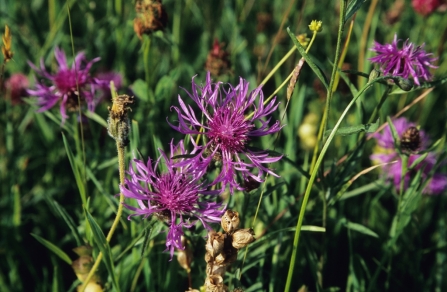 Black knapweed at Bellever Moor and Meadows