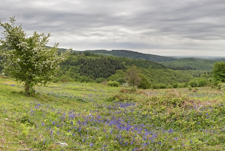 Blackadon river view