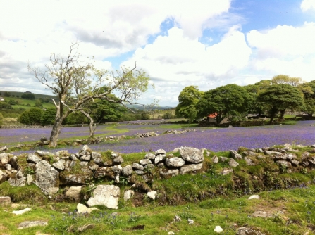 Bluebells at Emsworthy Mire nature reserve