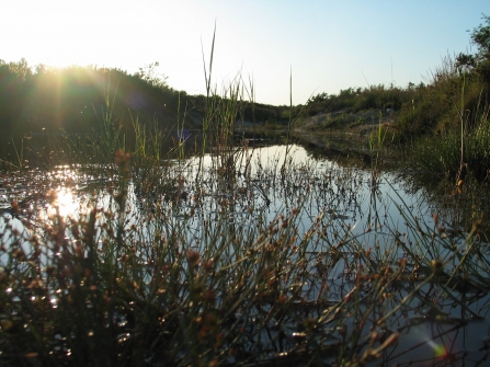 Ponds in the sunlight at Bovey Heathfield 