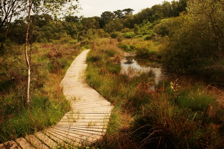 Improved boardwalk at Bystock Pools nature reserve