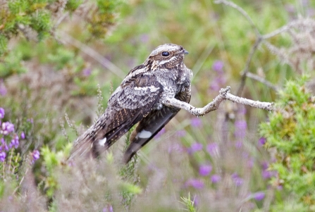 Nightjar sitting among the heather at Chudleigh Knighton Heath